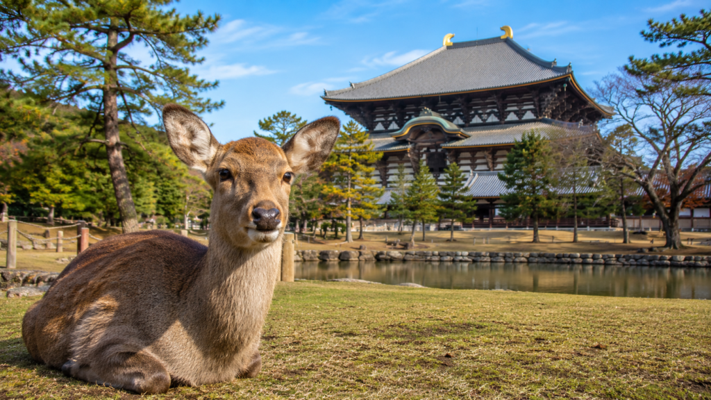 Nara deer near Todaiji Temple on a day trip from Osaka or Kyoto