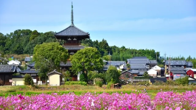 Three-story pagoda of Hokiji in the Ikaruga area near Horyuji, with autumn cosmos